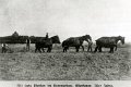 Landwirtschaft-1870-0038.jpg  Mit 6 Pferden im Sommerbau um 1870