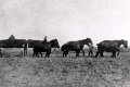 Landwirtschaft-1870-0039.jpg  Mit 6 Pferden im Sommerbau um 1870