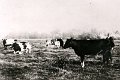 Landwirtschaft-1930-0034.jpg  Landmann Thomas Lorenzen bei seinen Tieren