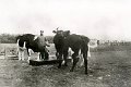 Landwirtschaft-1934-0075.jpg  Hermann Sachau bei seinen Milchkühen