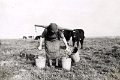 Landwirtschaft-1938-0052.jpg  Frieda Martens geb. Lorenzen beim Melken. Hochhörn  Familie Martens wohnte von 1925 - 1950 auf Hochhörn