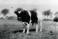 Landwirtschaft-1952-0058.jpg  Bulle Tarzan, Detlef Ehlers, Osterende