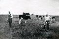 Landwirtschaft-1959-0064.jpg  Albert Broders und Willi Meeder beim Diestel mähen, Osteroffenbüll
