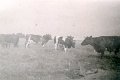 Landwirtschaft-1948-0054.jpg  Milchkühre von Johannes Grehm Lohgerberhof, Schlapphörn