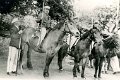 Ringreiter-1951-0845.jpg  Ringreiterfest  Johannes Grehm
