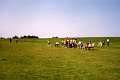 BosselnGH 1983 0222.jpg  Bosseln zwischen Hemmerdeich und Altendeich, Süderdeich am Eiderdeich Hemmerdeich