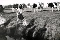 FVV 1982 0105.jpg  Klootstockspringen