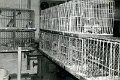 Tauben 1980 0149.jpg  Austellung in der Werkstatt von Hans Sass  1. Preis Holger Jacobs  1. Preis Jugend Heidi Reigardt