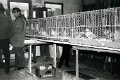 Tauben 1980 0150.jpg  Austellung in der Werkstatt von Hans Sass  1. Preis Holger Jacobs  1. Preis Jugend Heidi Reigardt